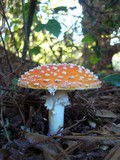 Amanita amerimuscaria image