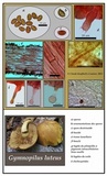 Gymnopilus luteus image
