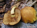 Gymnopilus luteus image