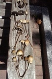 Panaeolus cinctulus image