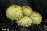 Pholiota limonella image