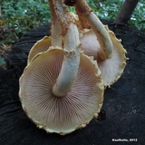Pholiota limonella image