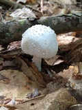 Amanita abrupta image