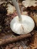 Amanita abrupta image