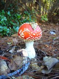 Amanita amerimuscaria image