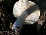 Russula compacta image