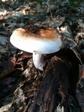 Russula compacta image