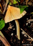 Inocybe rimosa image