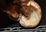 Leucoagaricus americanus image