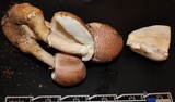 Leucoagaricus americanus image