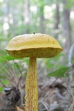 Heimioporus betula image