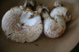 Amanita pseudovolvata image