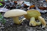 Butyriboletus taughannockensis image