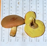 Butyriboletus taughannockensis image