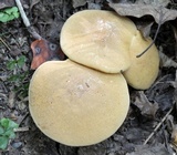 Butyriboletus taughannockensis image