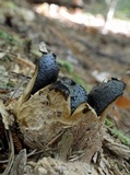 Scleroderma polyrhizon image