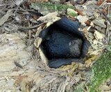 Scleroderma polyrhizon image