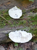 Tyromyces chioneus image