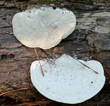 Daedaleopsis confragosa image