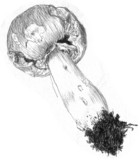 Agaricus californicus image
