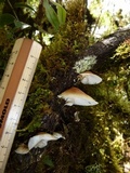 Campanophyllum proboscideum image