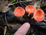Cookeina speciosa image