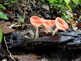 Cookeina speciosa image