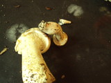 Leucopaxillus albissimus image