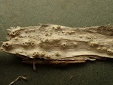 Thelotrema lepadinum image