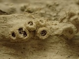 Thelotrema lepadinum image