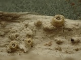 Thelotrema lepadinum image
