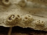 Thelotrema lepadinum image