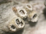 Thelotrema lepadinum image