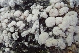 Ceratiomyxa fruticulosa var. fruticulosa image