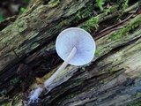 Baeospora myriadophylla image