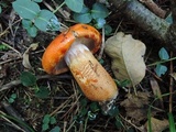 Tricholoma aurantium image