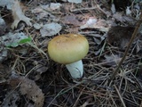 Russula grata image