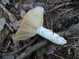 Russula grata image