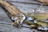 Ceratiomyxa fruticulosa var. fruticulosa image