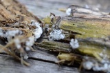 Ceratiomyxa fruticulosa var. fruticulosa image