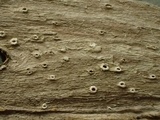 Stictis radiata image