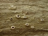 Stictis radiata image