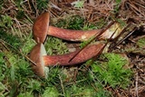 Imleria badia image