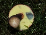 Imleria badia image