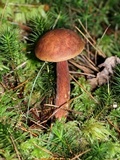 Imleria badia image