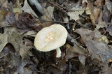 Lactarius chrysorrheus image