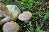 Boletus pallidus image