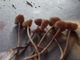 Gymnopus villosipes image
