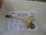 Amanita sect. Vaginatae image