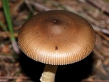 Amanita sect. Vaginatae image